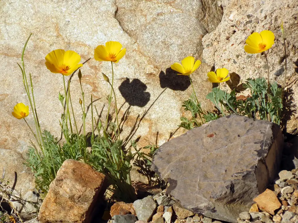 Orange California poppies in bloom among rocks and gravel on a sunny Sonoran Desert slope