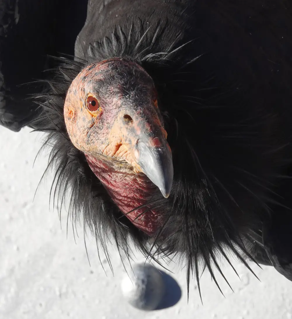 Close view of a California condor’s bare pinkish head and dark ruff of feathers
