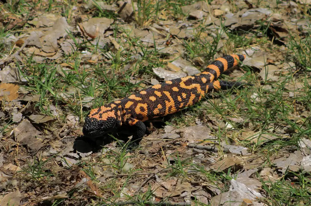 A Gila monster with black and pinkish-orange beaded skin walking across rocky ground