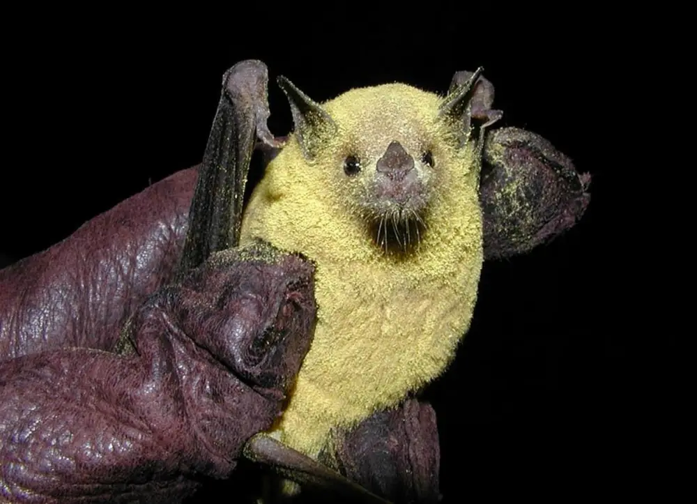 A lesser long-nosed bat with its fur and face dusted with yellow pollen