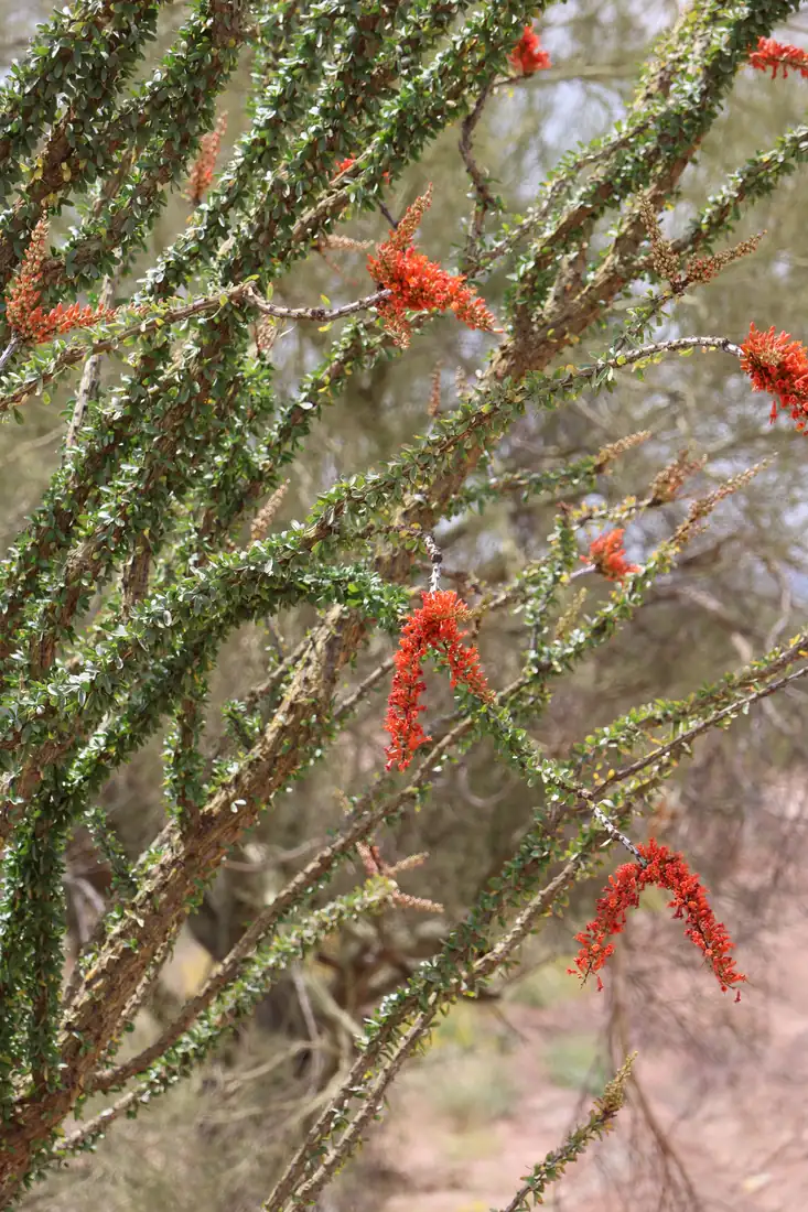 Spiny ocotillo stems tipped with clusters of bright red tubular flowers against a desert backdrop