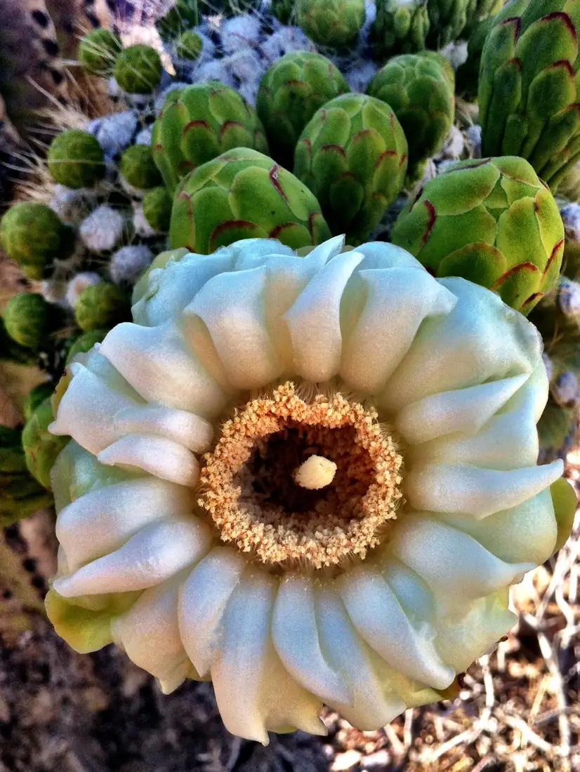 A white saguaro flower with yellow stamens hanging low on a bent arm of the cactus in Saguaro National Park