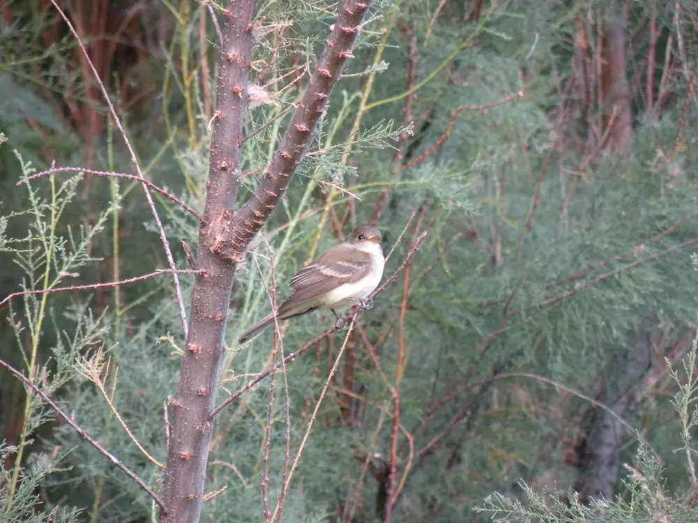 A Southwestern willow flycatcher perched on a branch with an olive back and pale wing bars