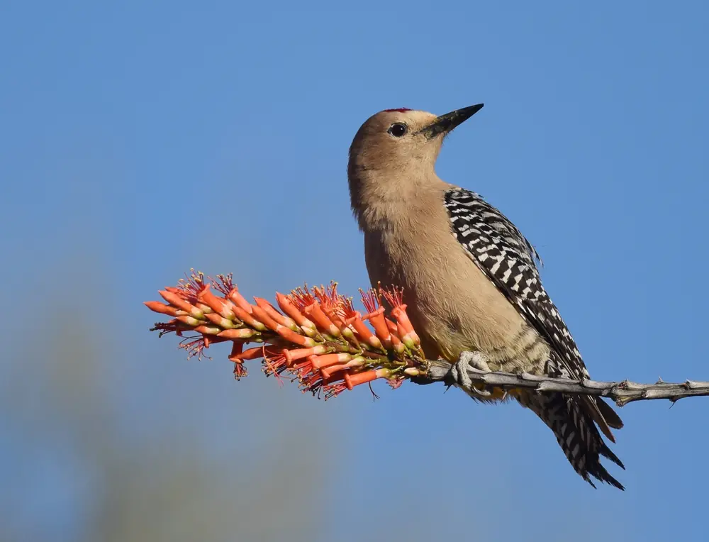 A Gila woodpecker perched beside a cluster of red-orange ocotillo flowers against a blue sky