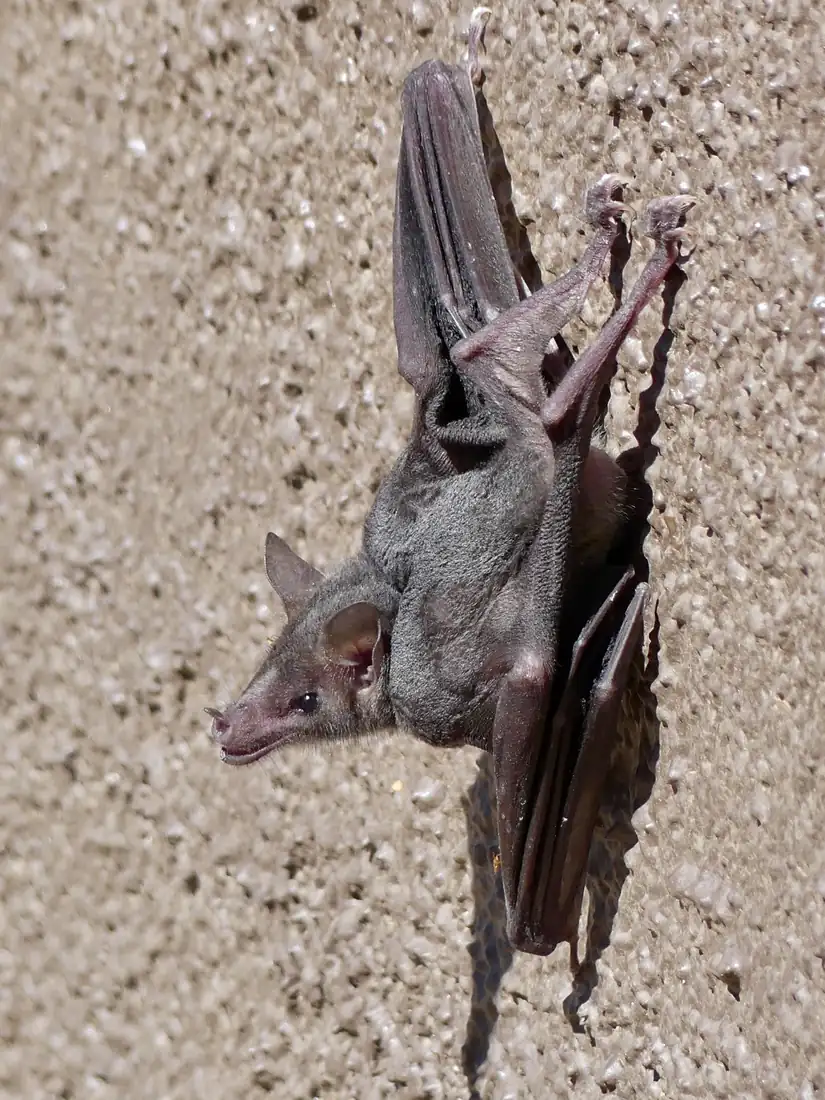 A lesser long-nosed bat in flight with wings spread against a dark background