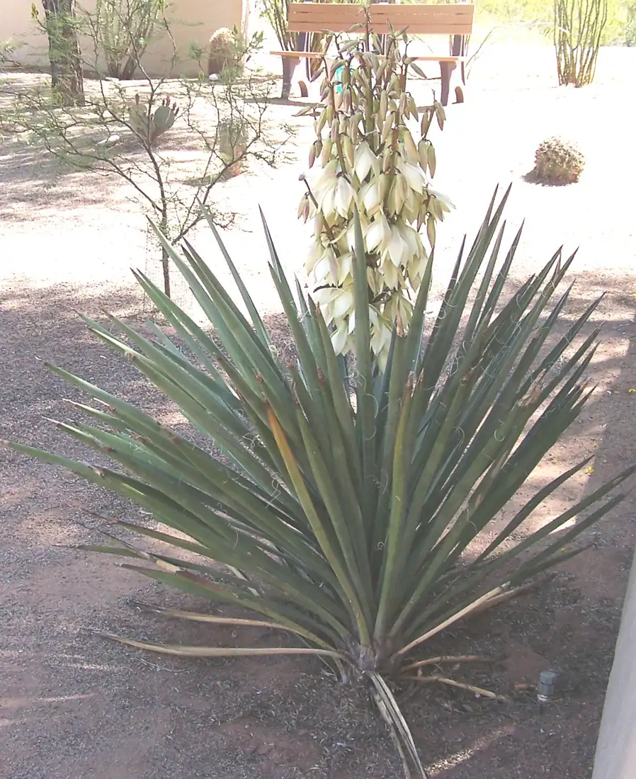A tall yucca flower stalk covered in white blossoms that open from the bottom up