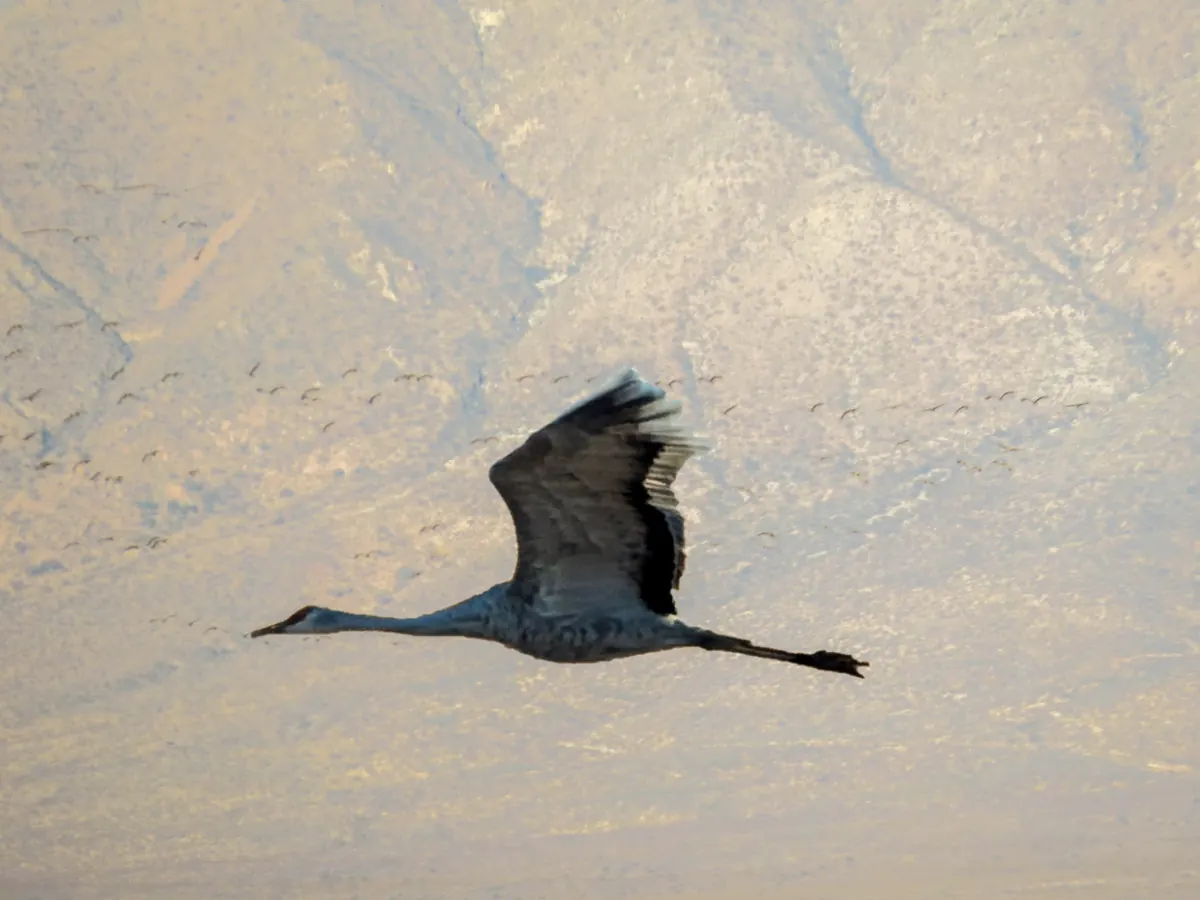 A gray sandhill crane flying with its long neck and legs stretched out, with a loose flock of cranes and a pale desert mountain slope behind it.