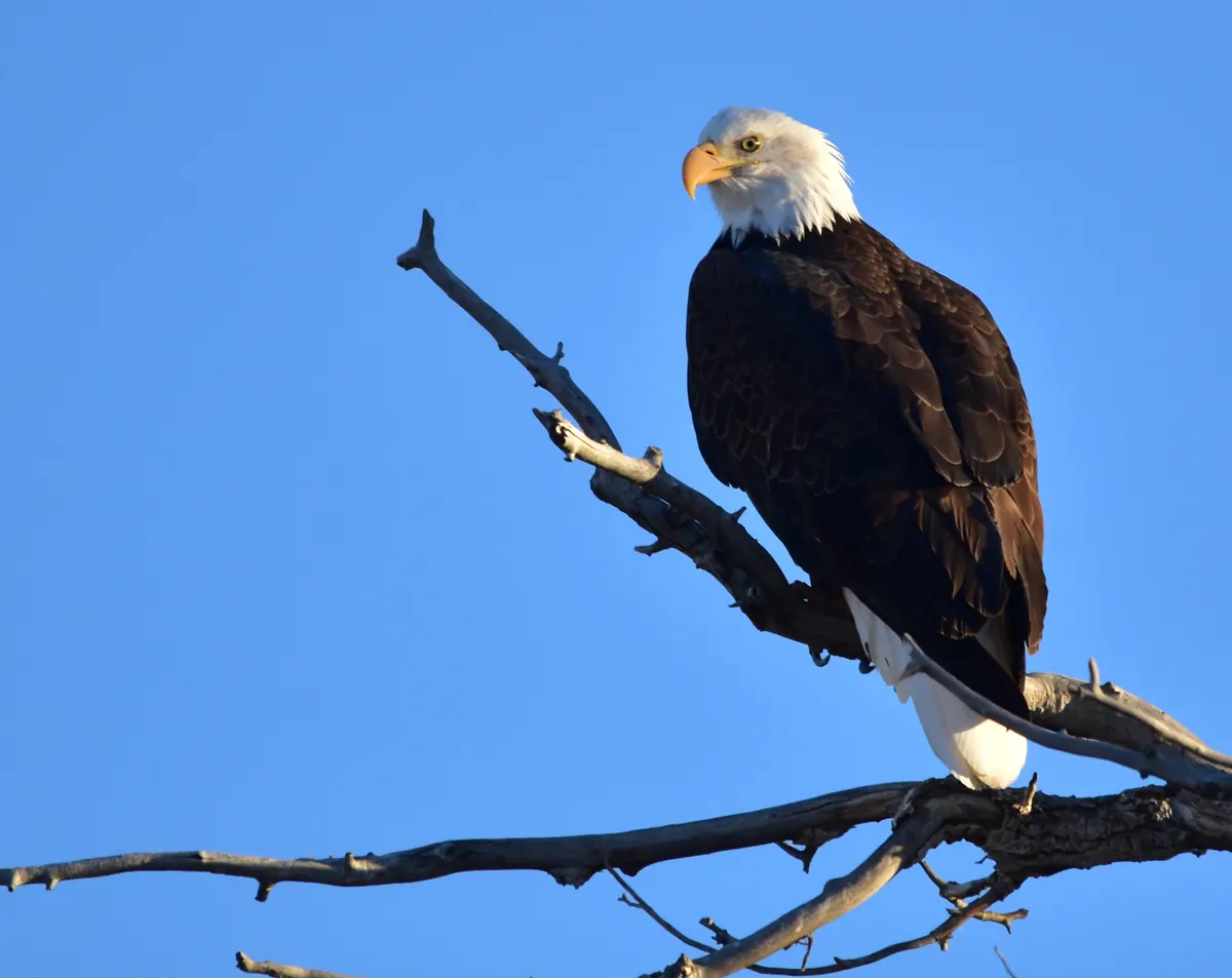 An adult bald eagle with a white head and tail perched on a bare, dead branch against a clear blue sky.