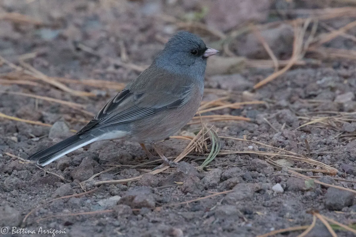 A gray-headed dark-eyed junco with a pale pink bill and rusty brown back standing on bare ground among pine needles.