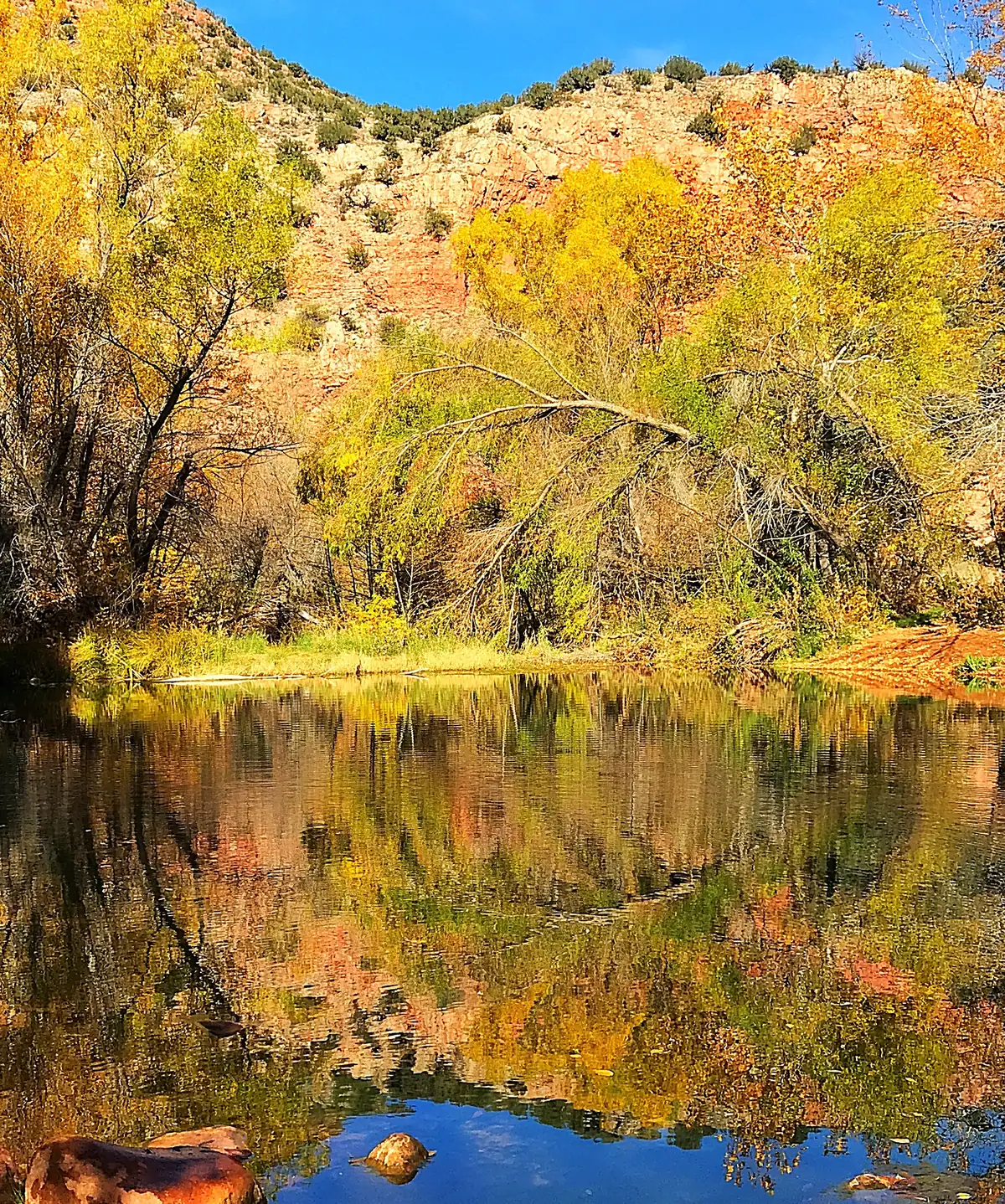 Yellow and golden cottonwoods and sycamores reflected in a still pool of Sycamore Creek below a pale cliff and blue sky.