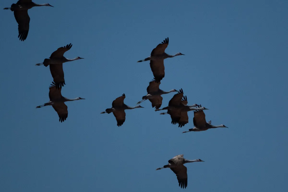 About a dozen sandhill cranes flying in a loose group against a deep blue sky, necks extended.