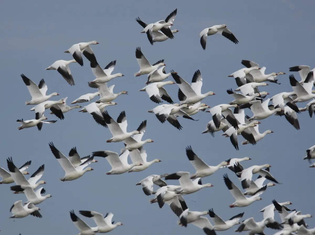 A dense flock of white snow geese and smaller Ross’s geese with black wingtips flying close together against a gray sky.