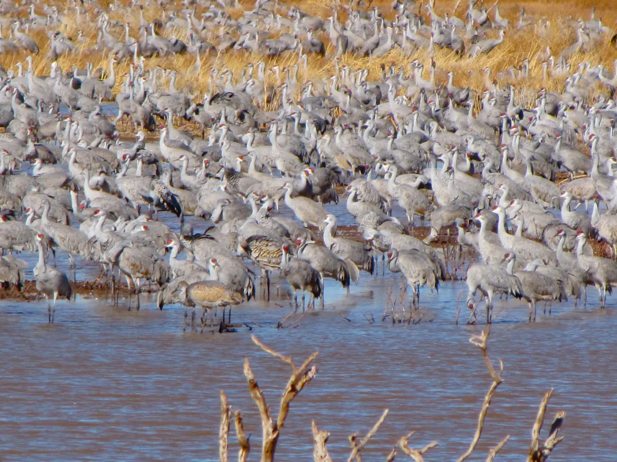 A large flock of gray sandhill cranes standing in shallow water and flying low over a wetland in the Sulphur Springs Valley.