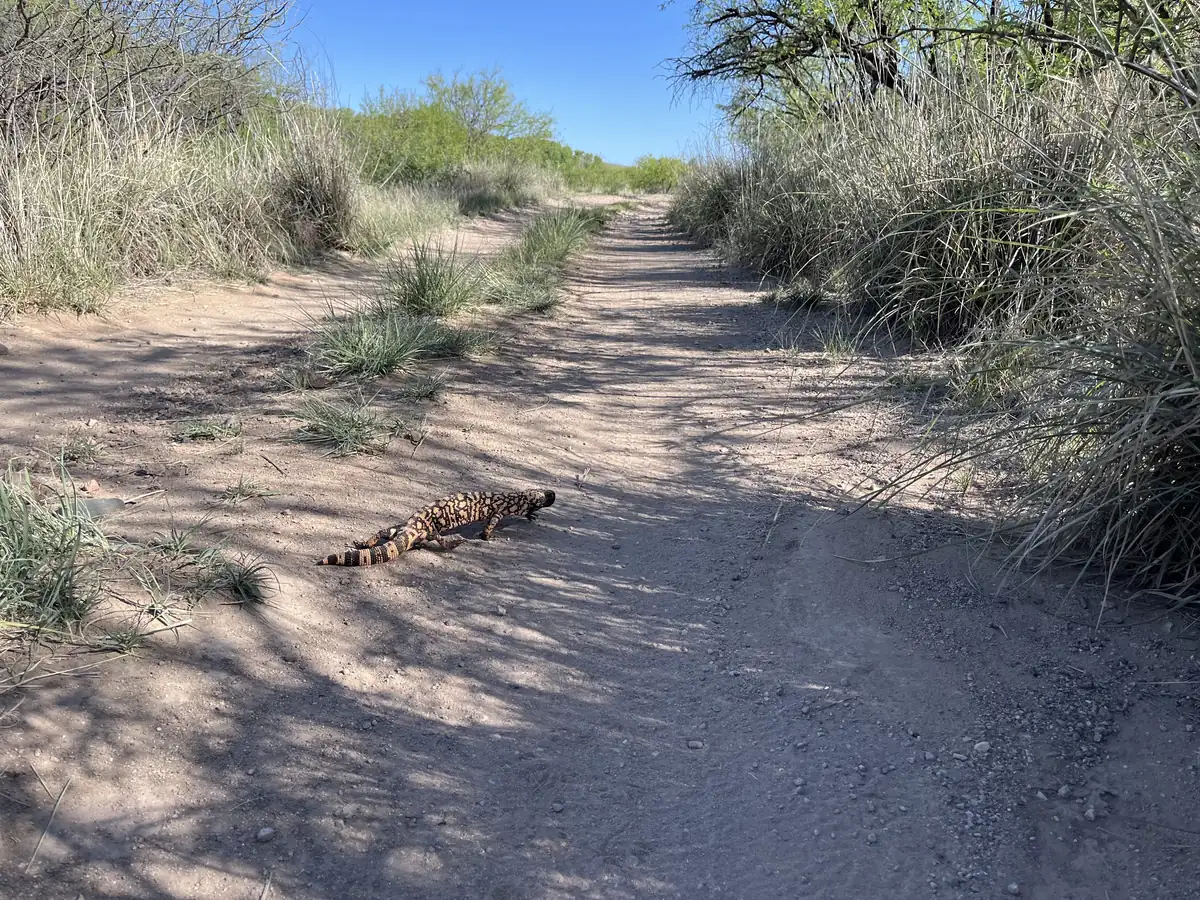 A Gila monster with a black and pink beaded pattern crossing a dirt road.