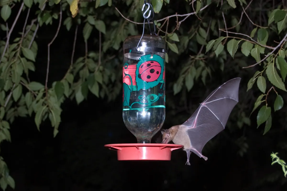 A Mexican long-tongued bat hovering at a red hummingbird feeder at night, its long snout at a feeding port.