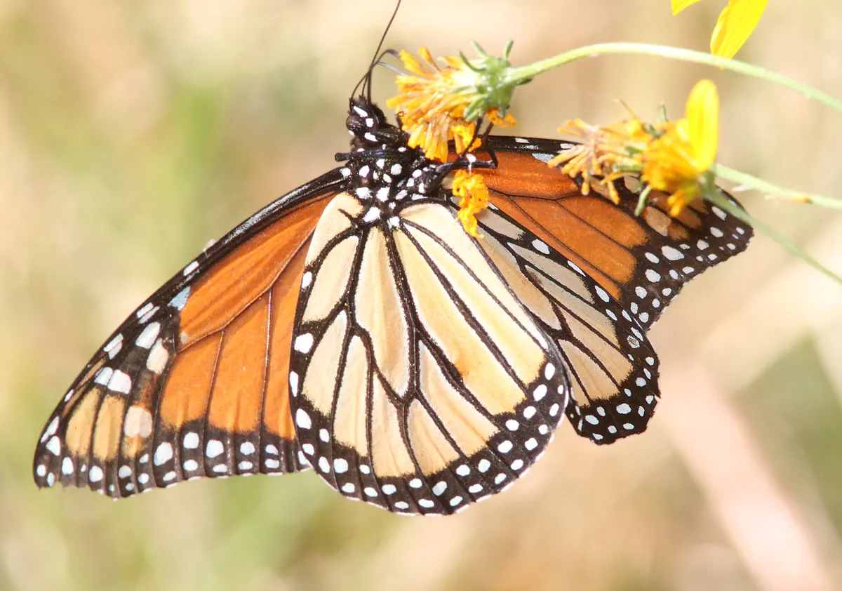 An orange and black monarch butterfly resting with its wings open.