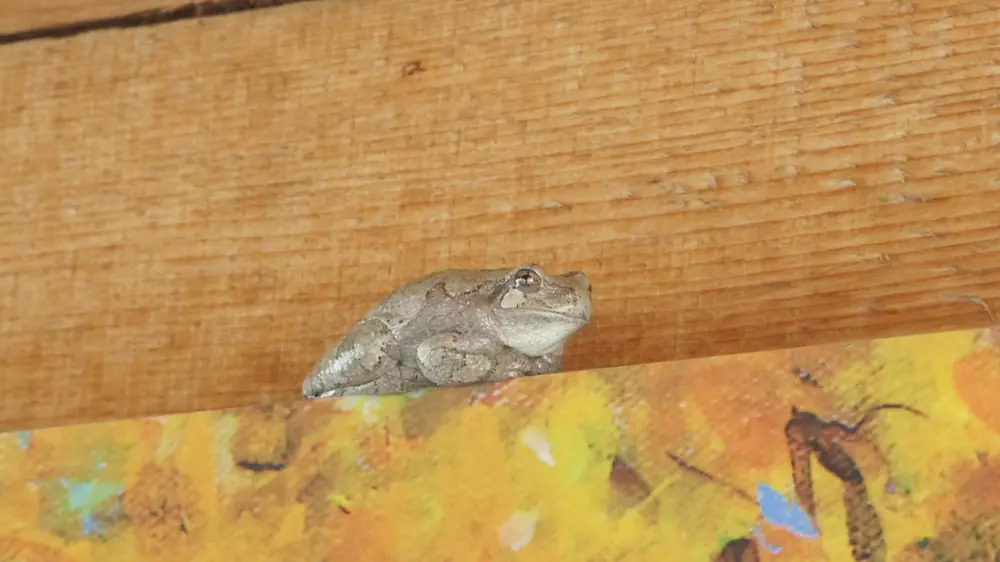 A mottled gray Cope's gray treefrog perched on a ledge against a wooden background
