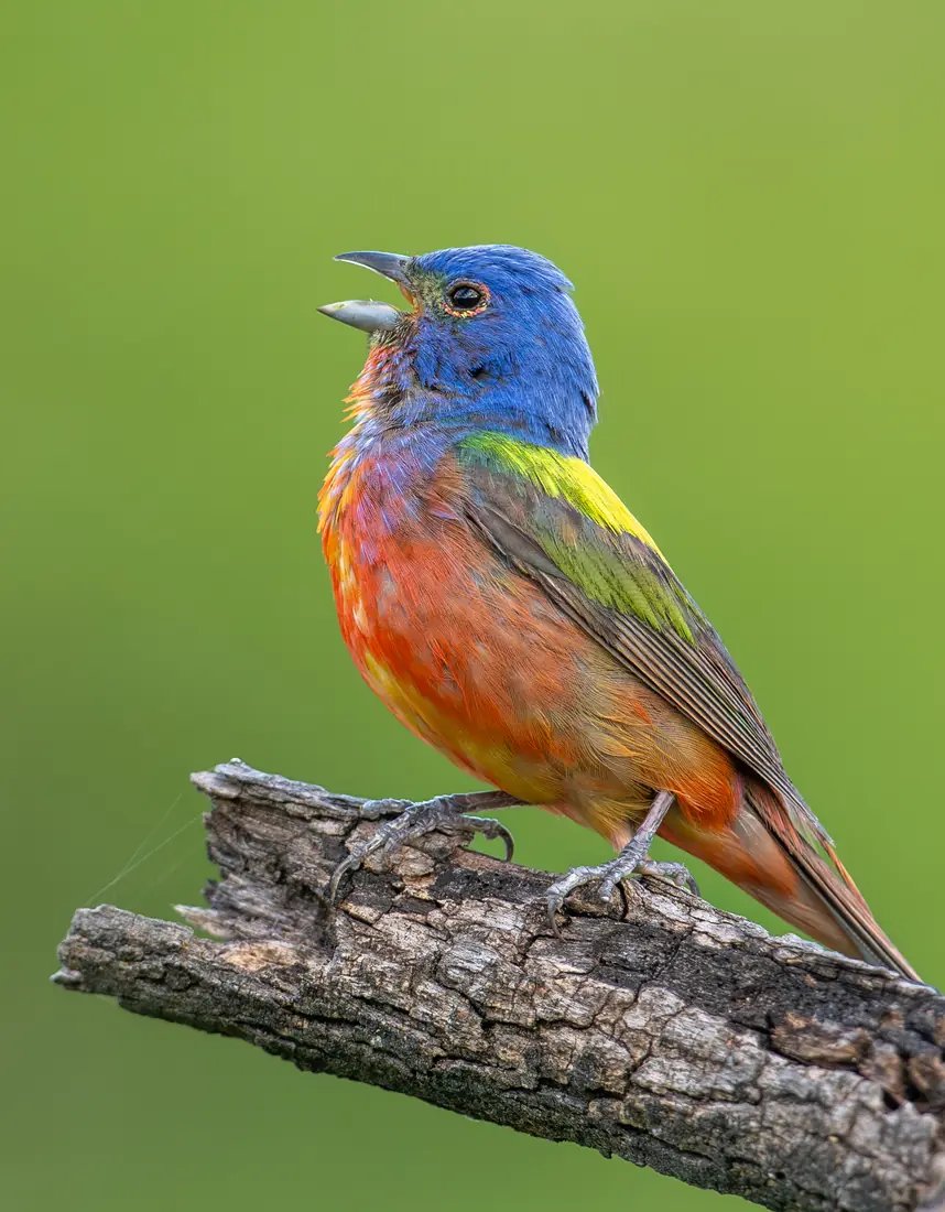 A male painted bunting with blue head, red underparts and green back singing on a branch
