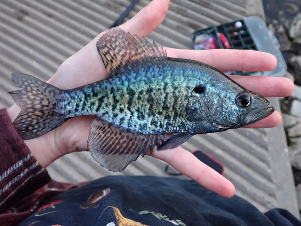 A white crappie with blue-green speckled sides held in a hand
