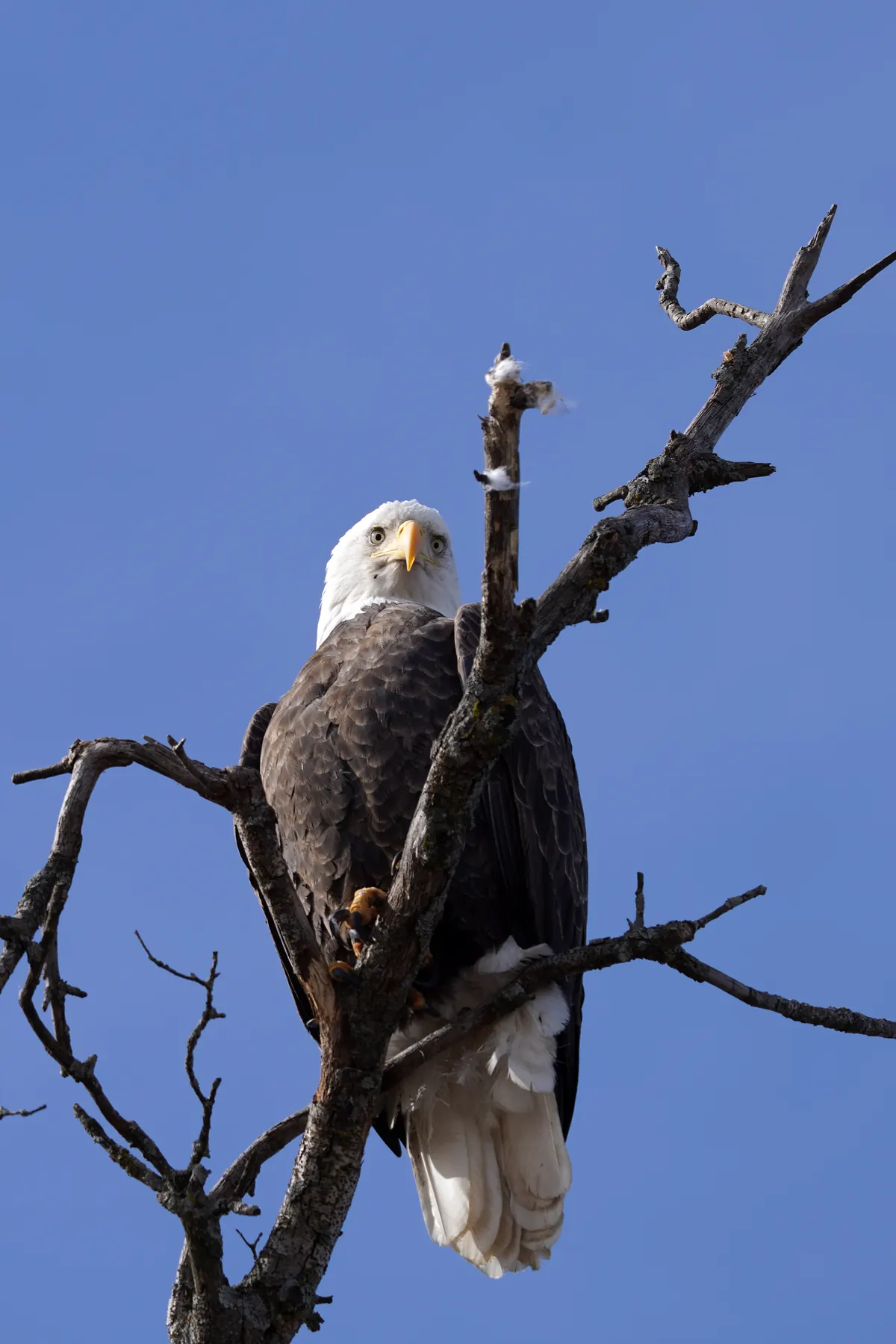 An adult bald eagle with a white head and tail perched in a bare dead tree against a deep blue sky.
