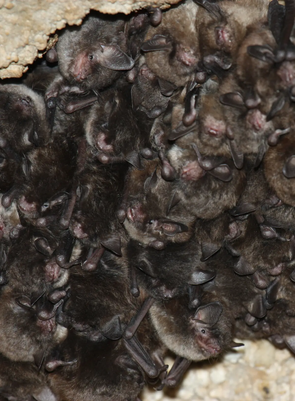 Dozens of small gray-brown bats packed tightly together on a pale cave ceiling, pink noses and folded ears showing.