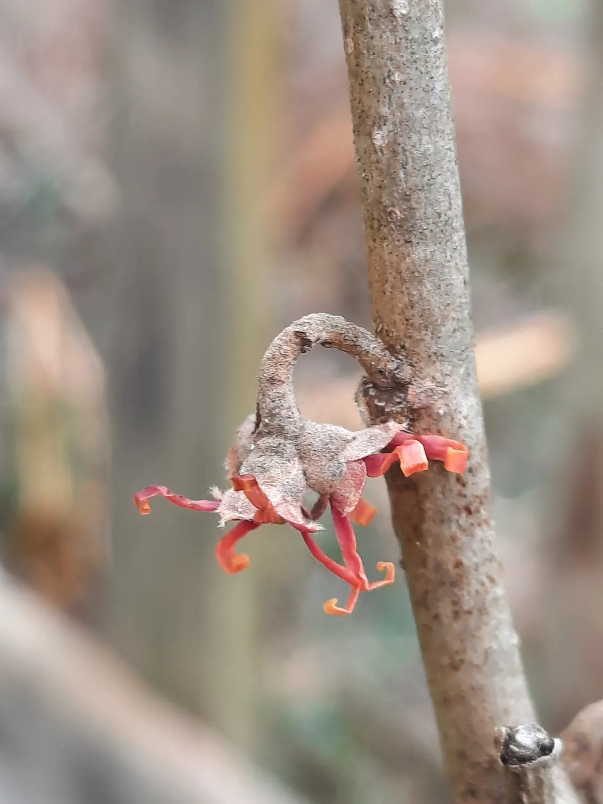 A single small flower with thin, curled red and orange petals hanging from a bare gray twig.