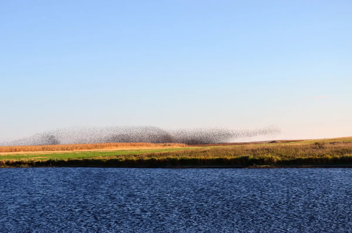 A huge dark cloud of blackbirds swirling low over a field beyond a stretch of blue water.