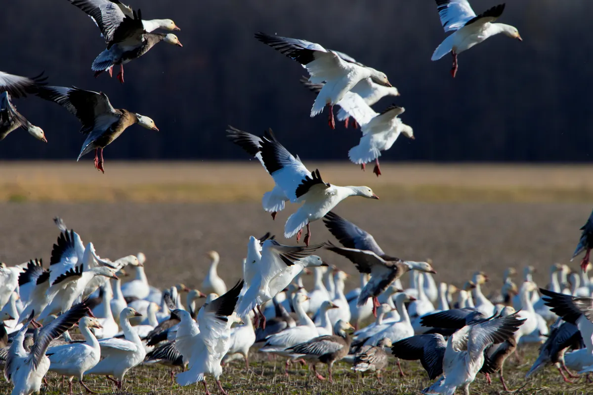 Snow geese, mostly white with black wingtips plus a few dark blue-morph birds, lifting off a crowded brown field.