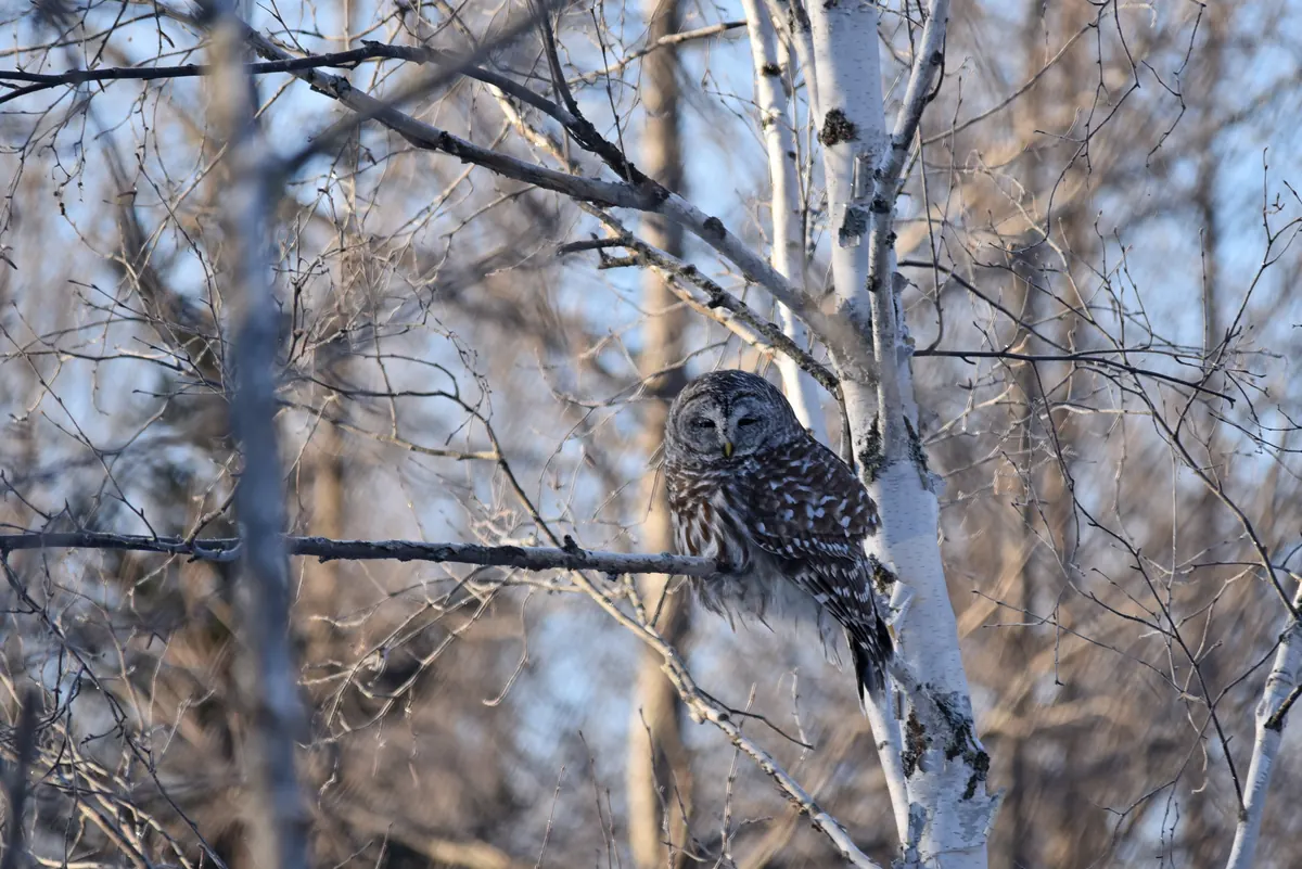 A brown-and-white barred owl with frost on its facial feathers perched among bare branches and pale birch trunks in winter sun