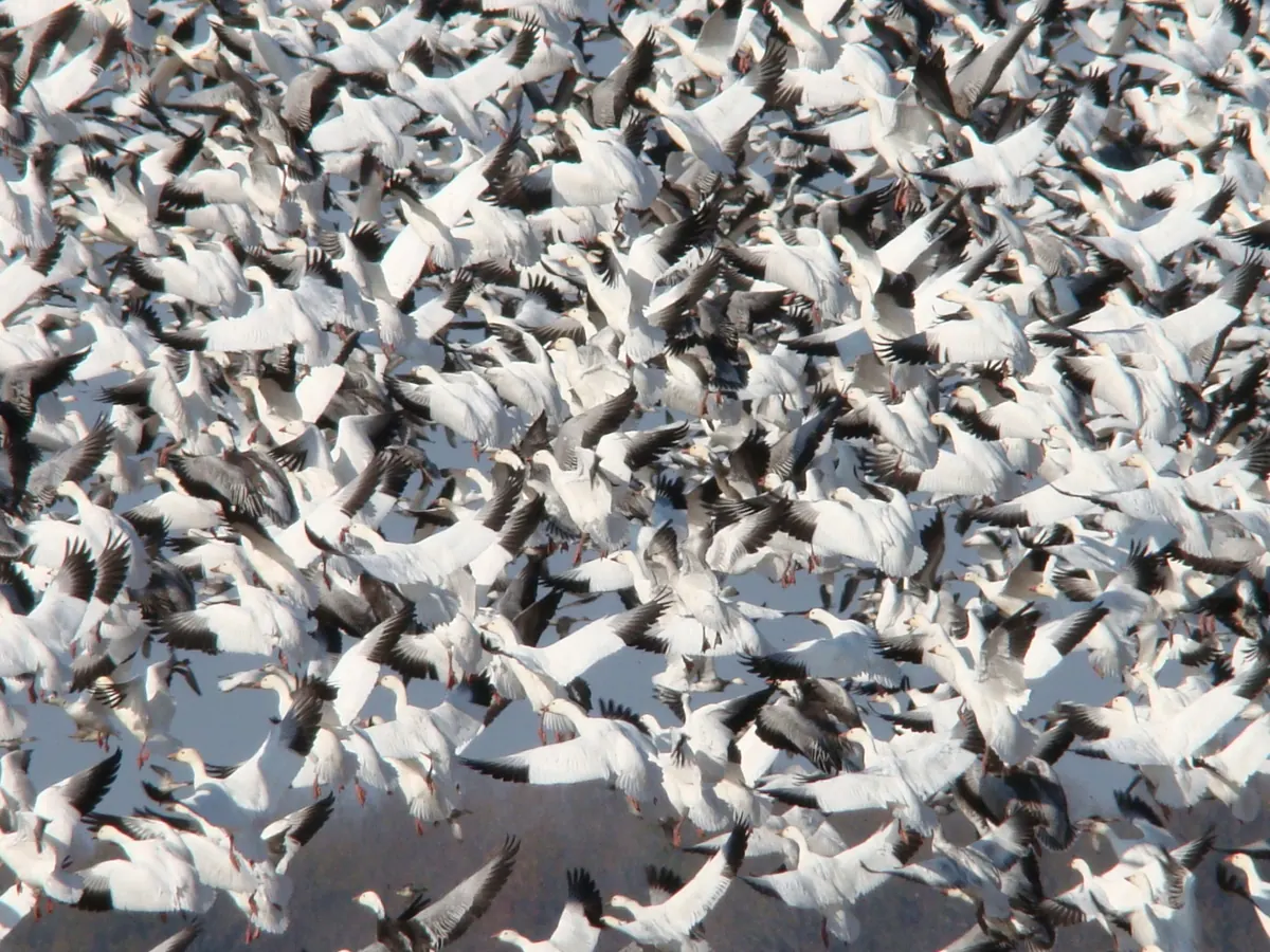 A dense mass of white snow geese with black wingtips taking flight together, filling the frame