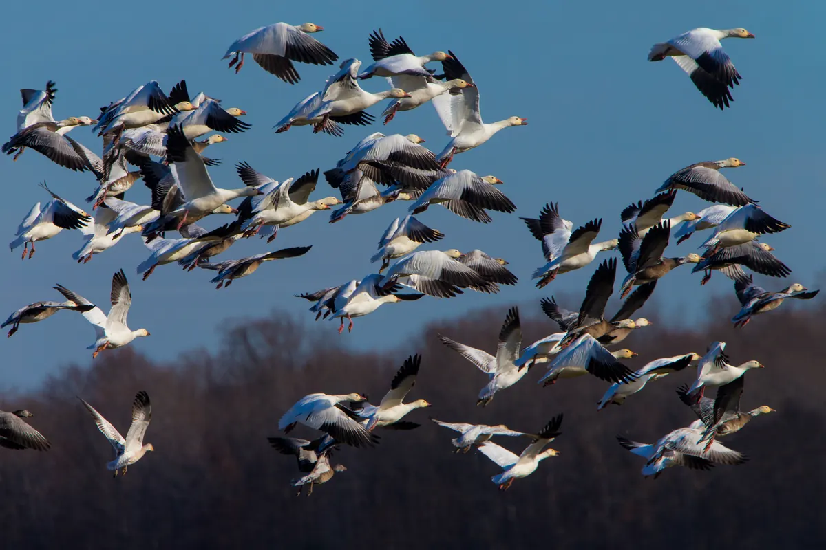Dozens of white snow geese with black wingtips, and some darker blue-form geese, flying low against a blue sky above a line of bare winter trees