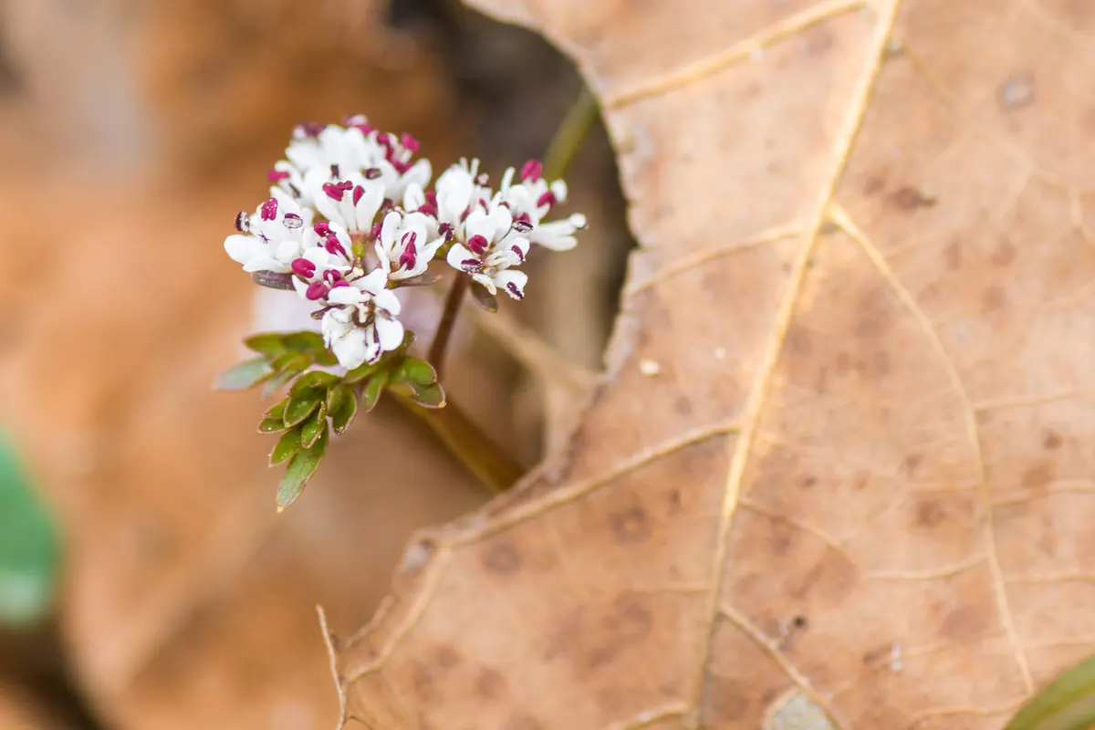 A tiny cluster of white flowers with dark red anthers rising beside a large brown fallen leaf