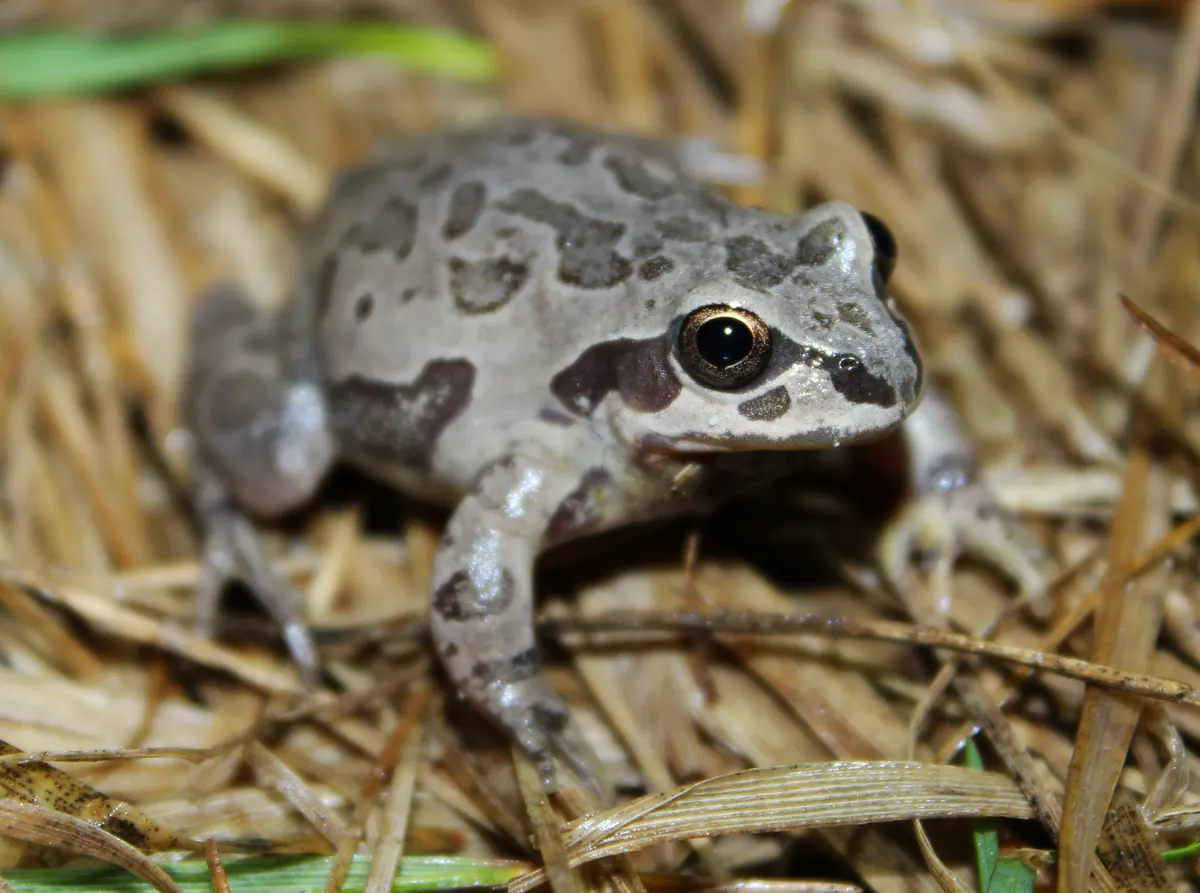 A stout gray frog with dark irregular blotches and a dark stripe through the eye sitting on dry straw