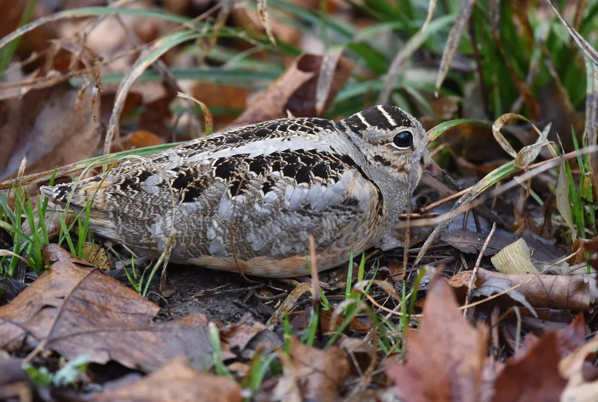 A well-camouflaged woodcock with a barred gray and brown back and a long bill resting among brown fallen leaves and thin grass blades