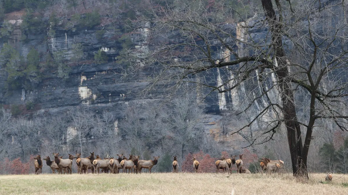 About two dozen elk standing in a pale winter meadow below a tall gray limestone bluff, with leafless trees around them