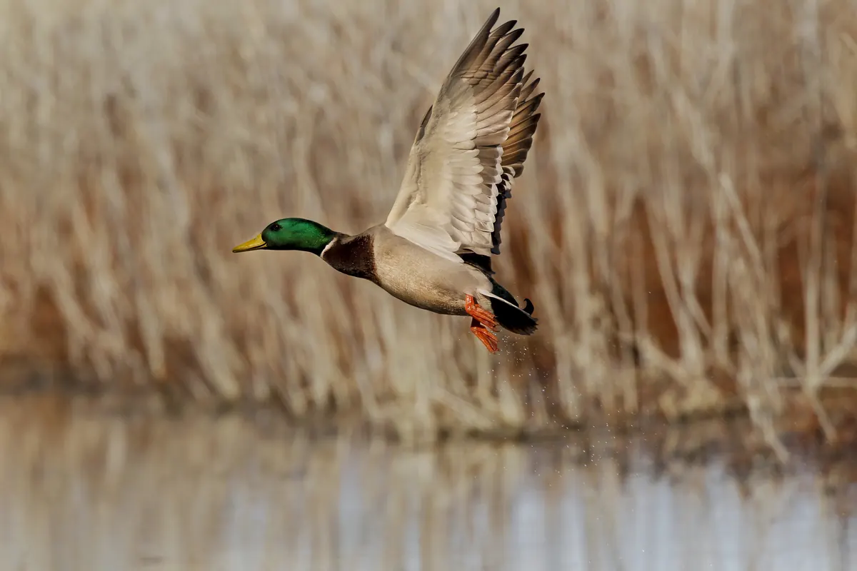 A drake mallard with a glossy green head and orange feet taking off low over water in front of tan winter reeds