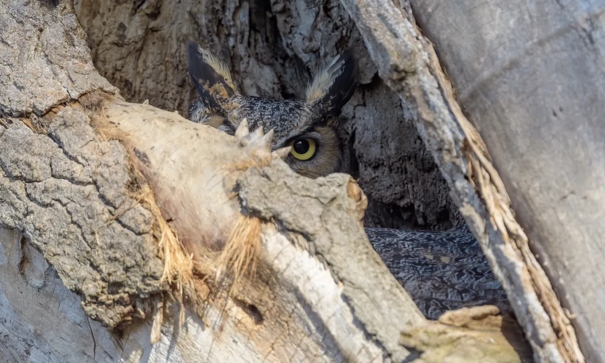 A great horned owl's face and yellow eye peering out from a hollow in a broken tree trunk
