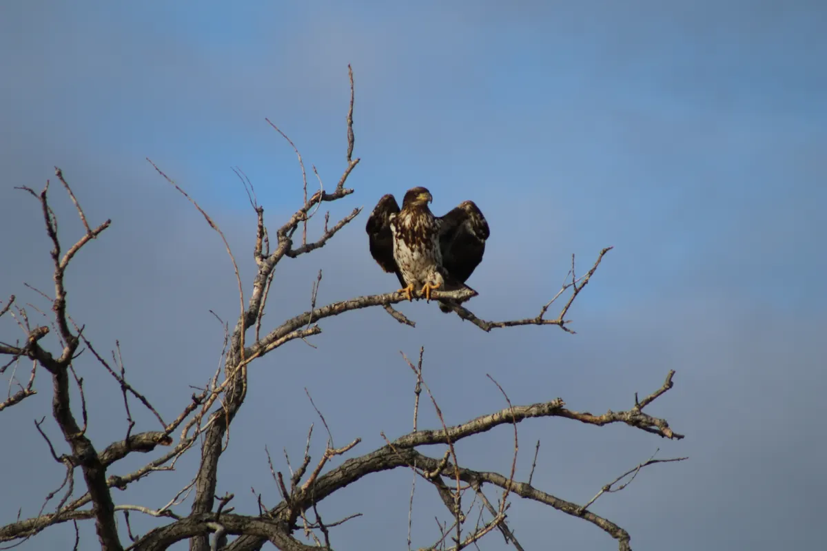 A mottled brown immature bald eagle perched in a bare tree against blue sky