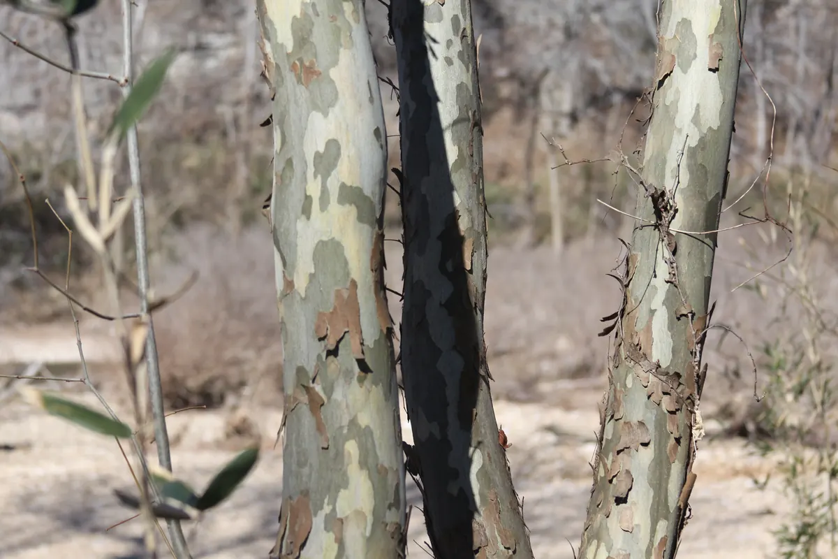 Three slender tree trunks with patchy bark in white, gray, olive and brown, with loose flakes peeling away, on a sunny gravel bar