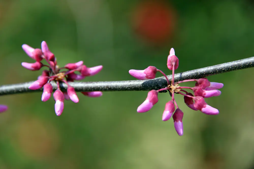 A cluster of pink-magenta redbud flower buds along a thin bare branch against a soft green background