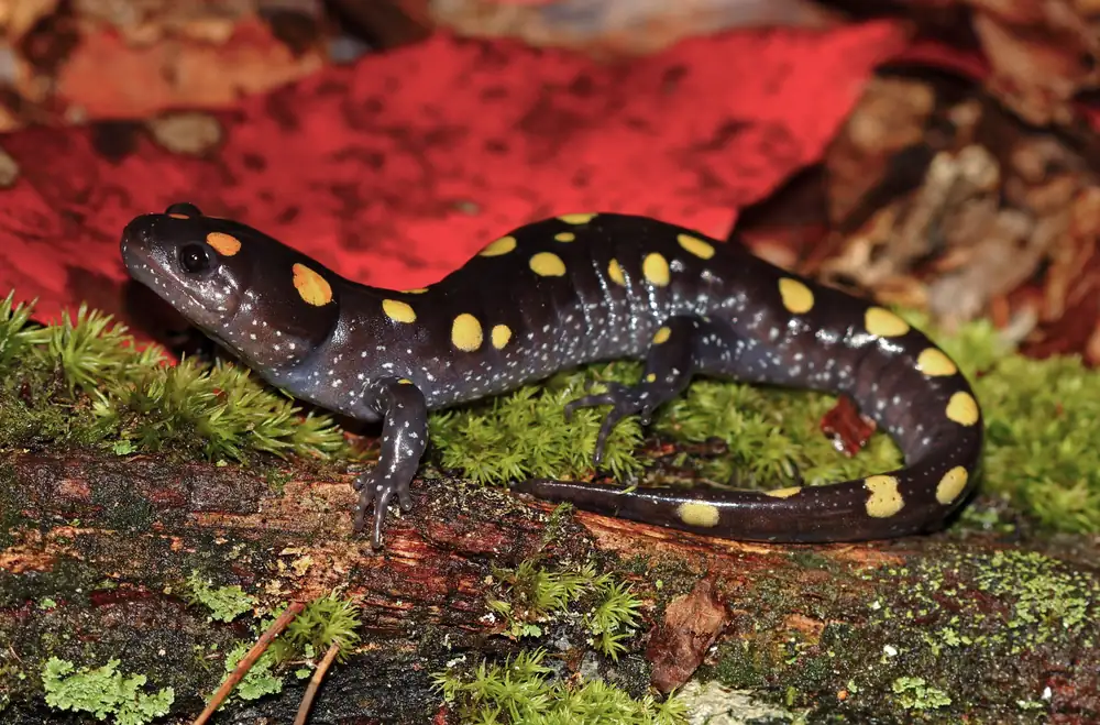 A black spotted salamander with yellow spots on a mossy log beside a red leaf