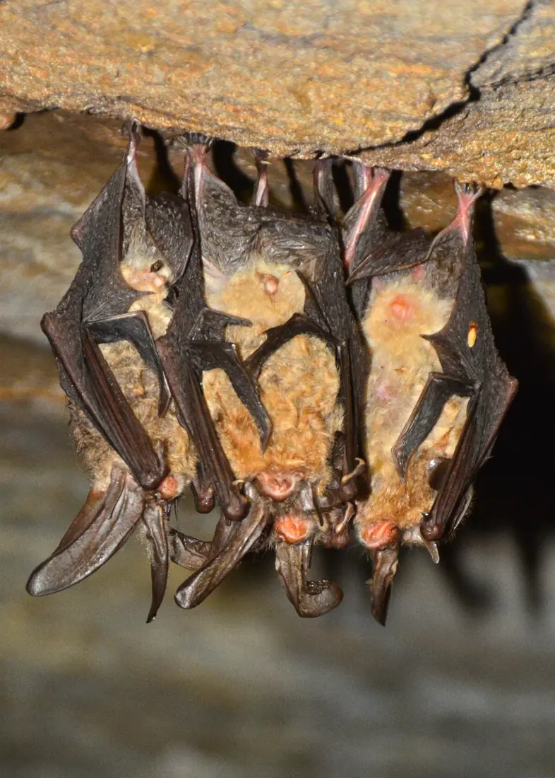 Three Ozark big-eared bats with tawny fur and long ears curled forward hanging together from a rock ceiling in a cave