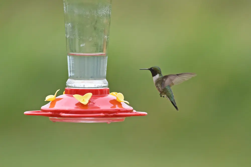 A male ruby-throated hummingbird hovering beside a red-and-yellow hummingbird feeder against a blurred green background