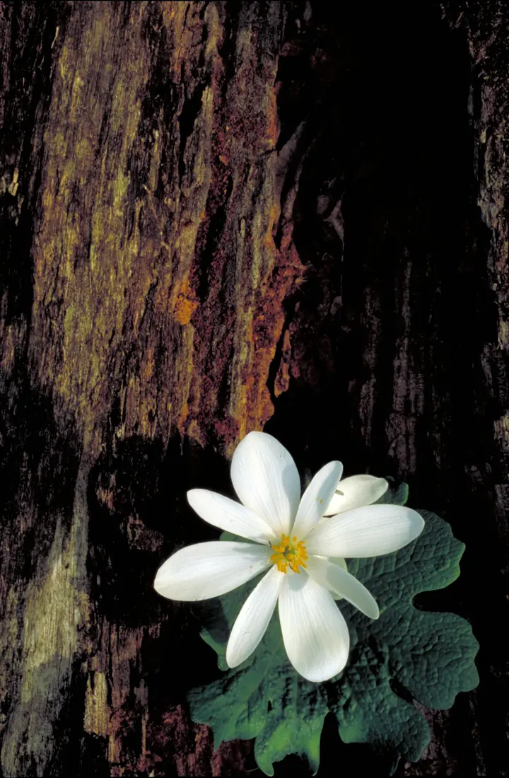 A single white bloodroot flower with yellow stamens opening beside a lobed green leaf against a dark rotting log