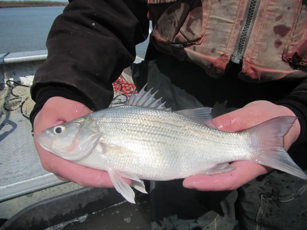 A silvery white bass with dark horizontal stripes held in two hands over a boat