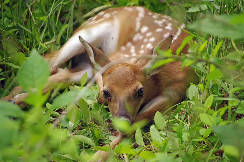 A spotted white-tailed deer fawn lying curled and still in green grass