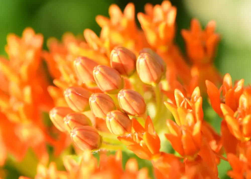 Bright orange butterfly milkweed flowers in a flat cluster