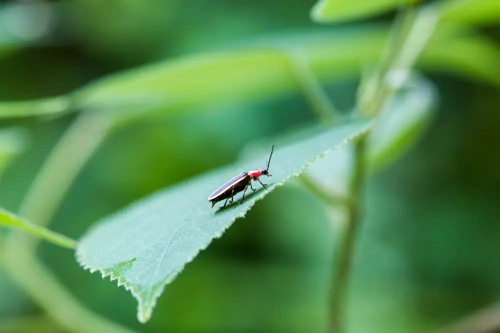 A common eastern firefly resting on a green leaf