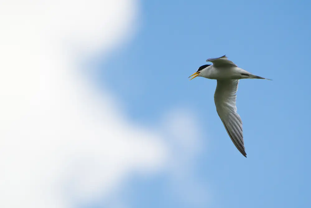 A least tern standing on bare ground with a black cap and yellow bill