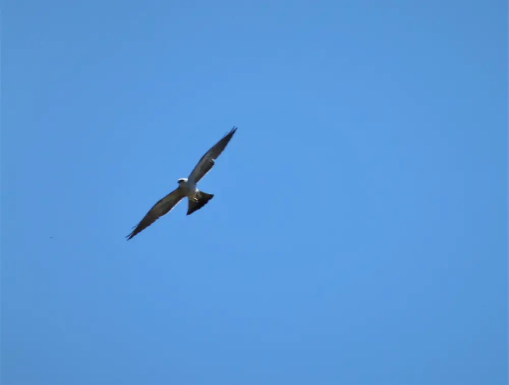 A Mississippi kite with pale gray head and dark wings perched in a tree